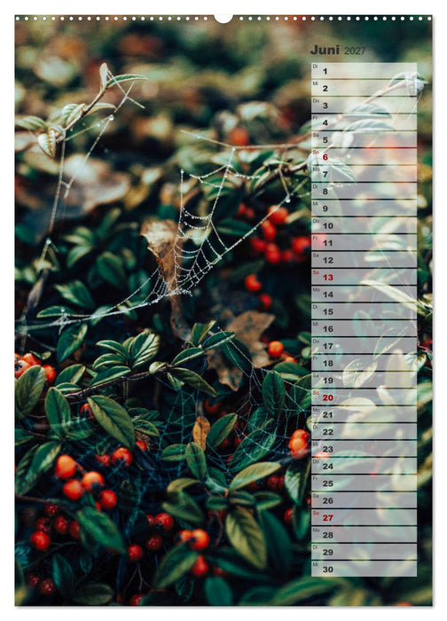 Kalender - Natur im Detail (CALVENDO Wandkalender 2027)