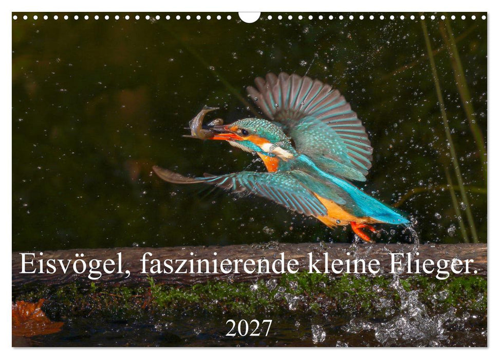 Eisvögel, faszinierende kleine Flieger. (CALVENDO Wandkalender 2027)