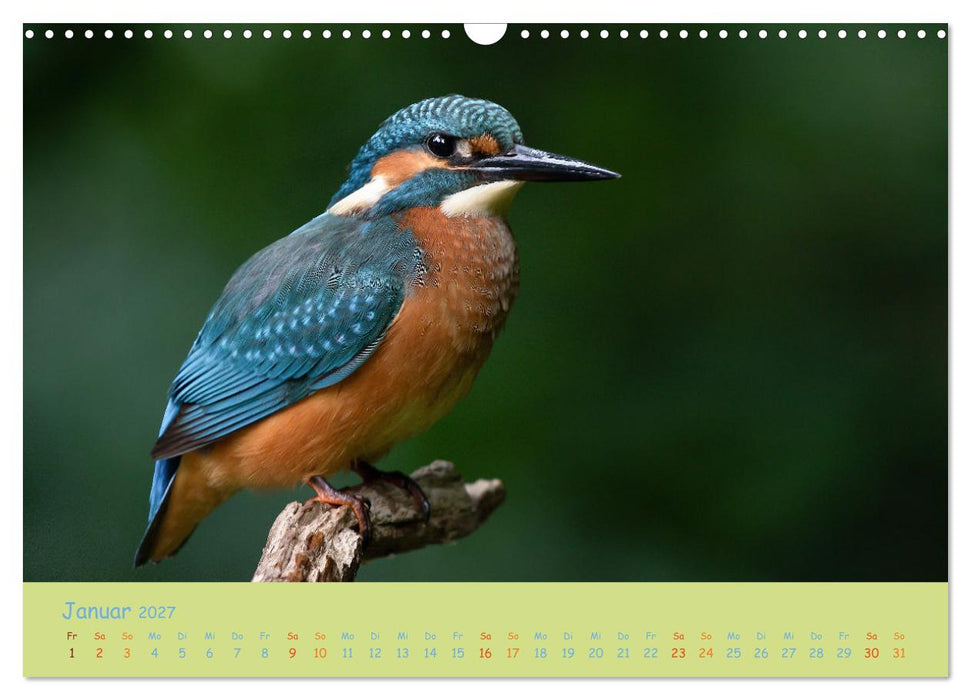 Eisvögel, faszinierende kleine Flieger. (CALVENDO Wandkalender 2027)