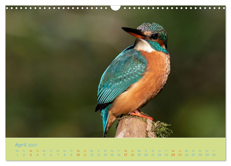 Eisvögel, faszinierende kleine Flieger. (CALVENDO Wandkalender 2027)
