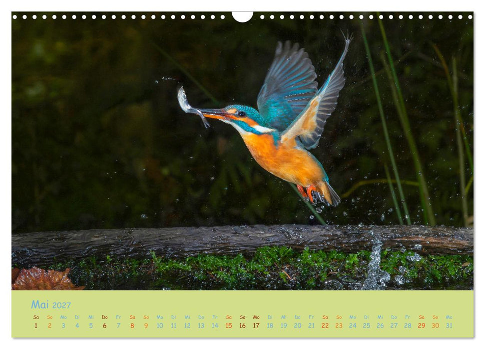 Eisvögel, faszinierende kleine Flieger. (CALVENDO Wandkalender 2027)