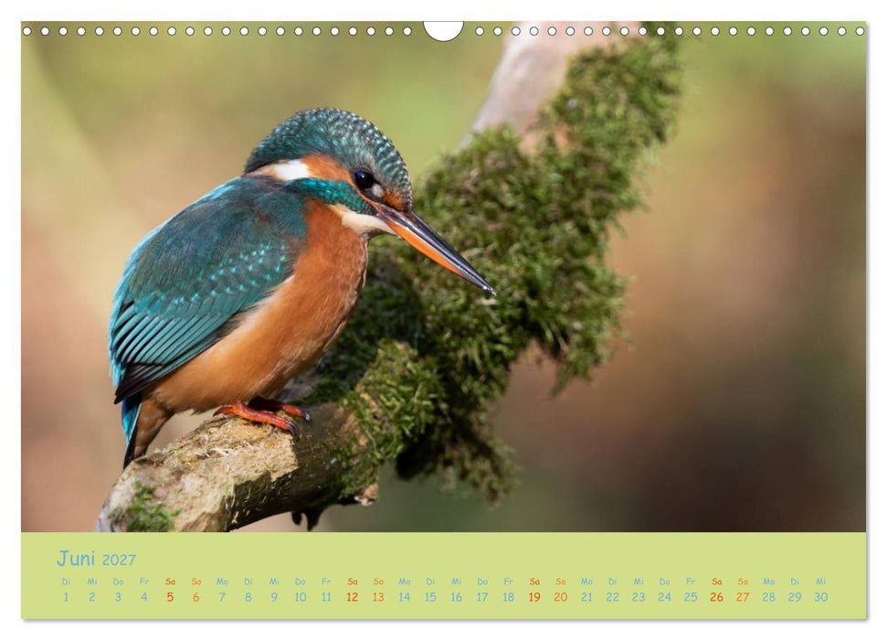 Eisvögel, faszinierende kleine Flieger. (CALVENDO Wandkalender 2027)