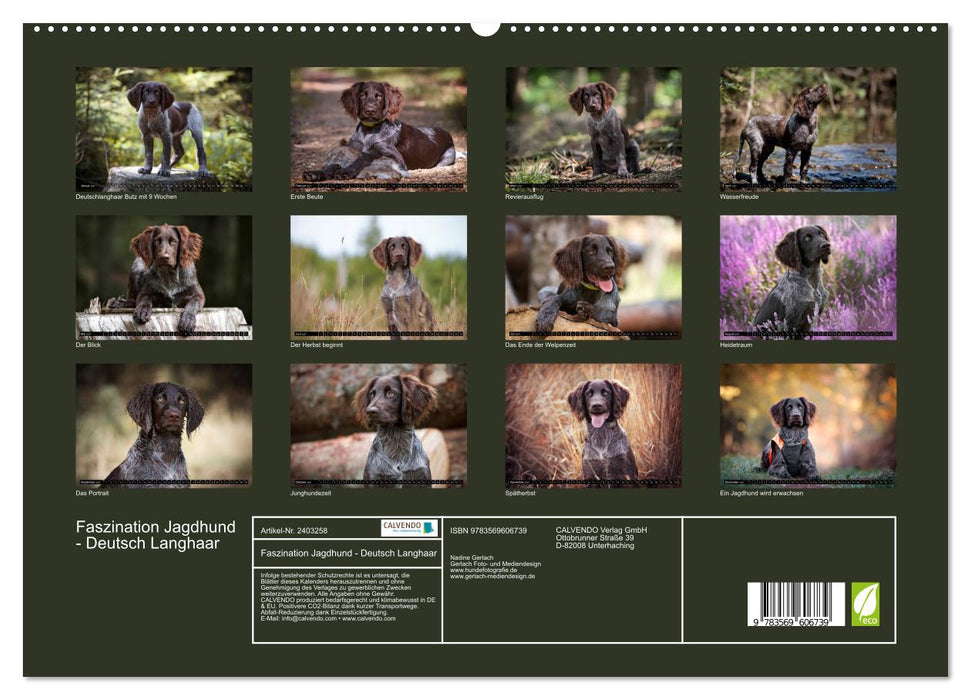 Faszination Jagdhund - Deutsch Langhaar (CALVENDO Premium Wandkalender 2027)