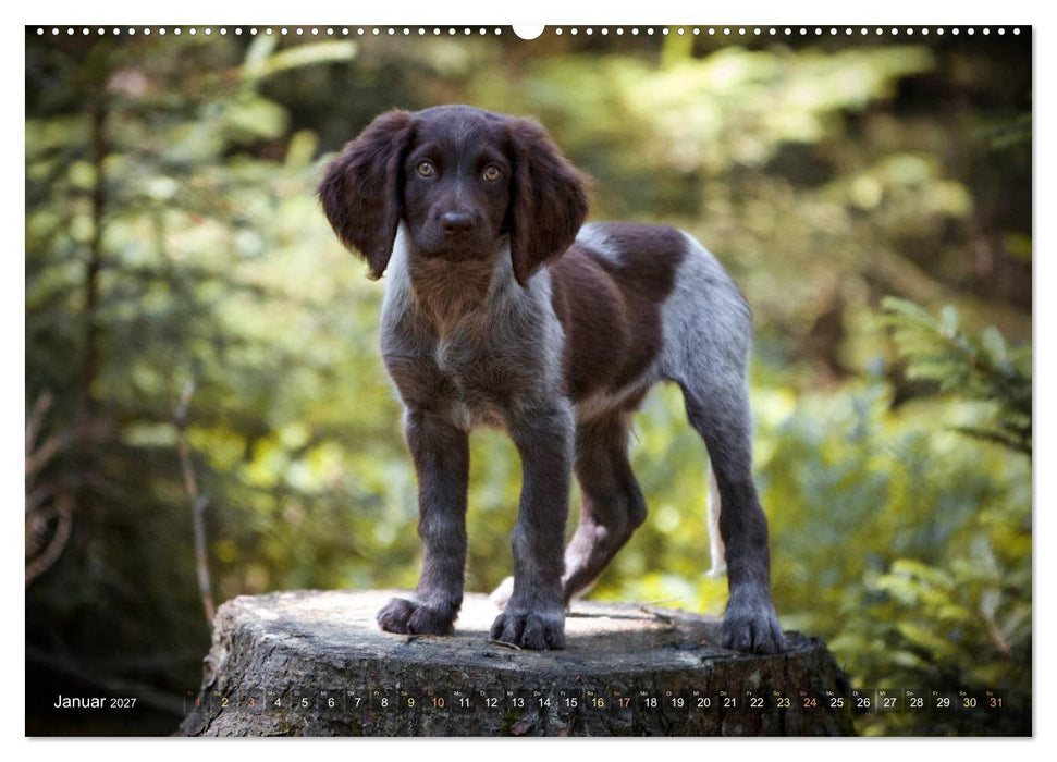 Faszination Jagdhund - Deutsch Langhaar (CALVENDO Premium Wandkalender 2027)