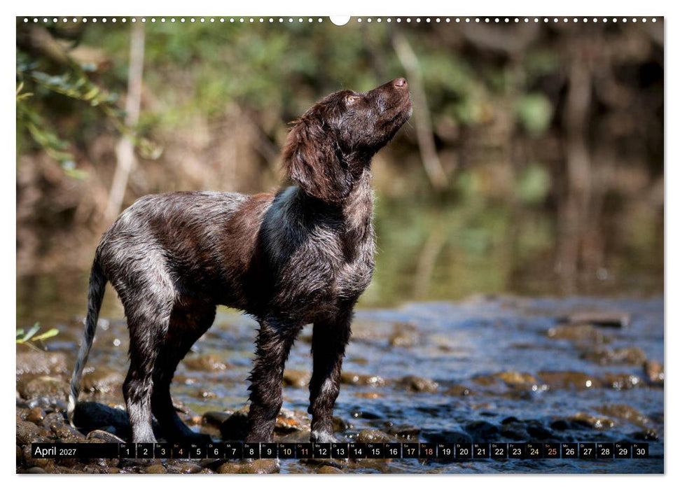 Faszination Jagdhund - Deutsch Langhaar (CALVENDO Premium Wandkalender 2027)