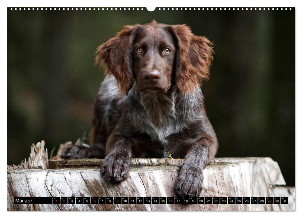 Faszination Jagdhund - Deutsch Langhaar (CALVENDO Premium Wandkalender 2027)