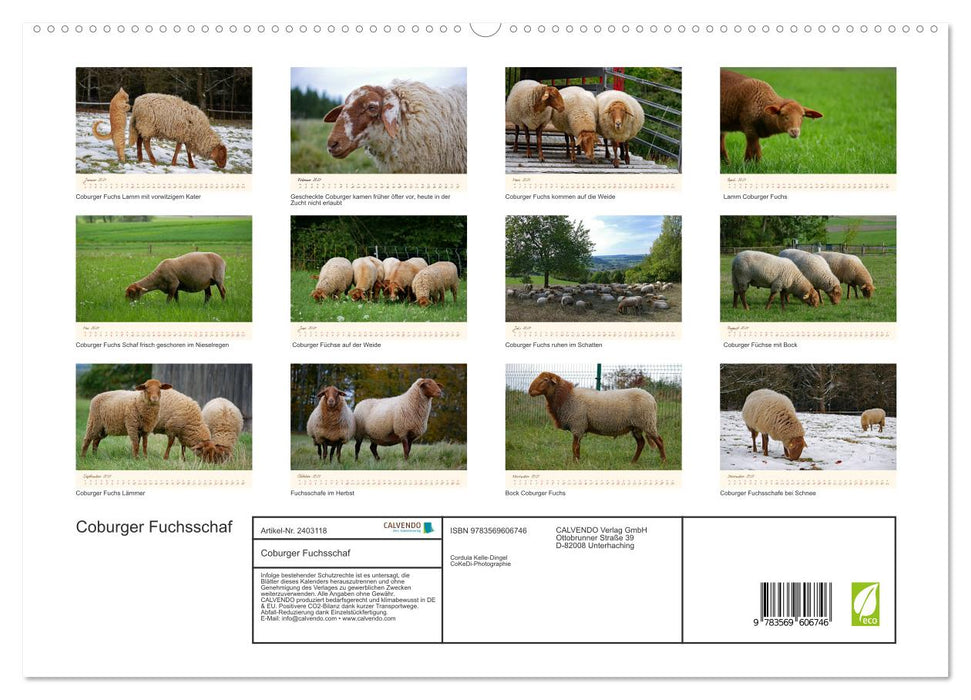 Coburger Fuchsschaf (CALVENDO Premium Wandkalender 2027)