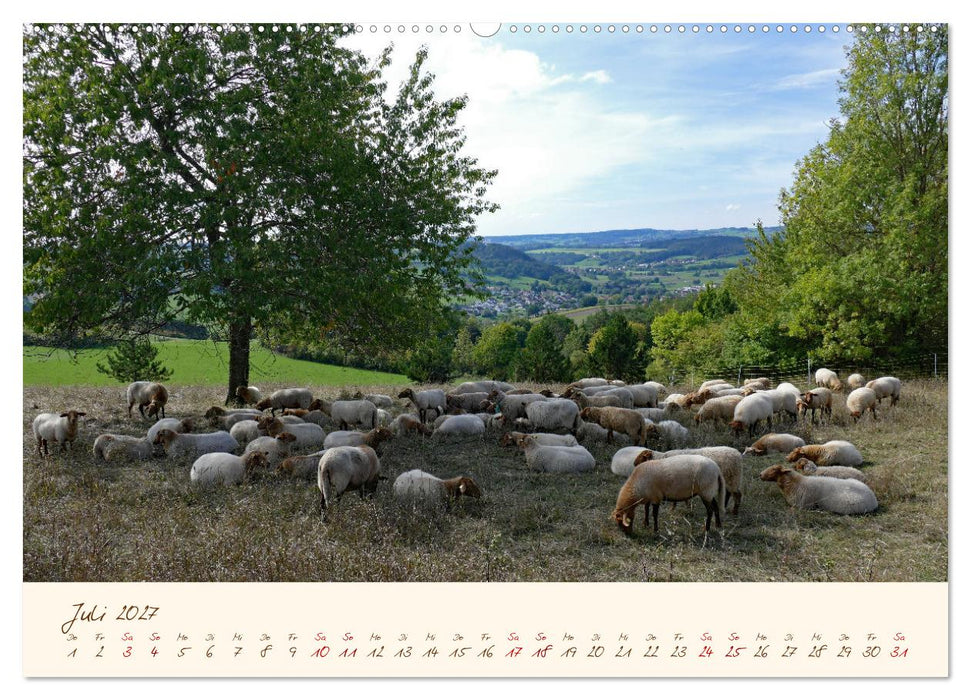 Coburger Fuchsschaf (CALVENDO Premium Wandkalender 2027)