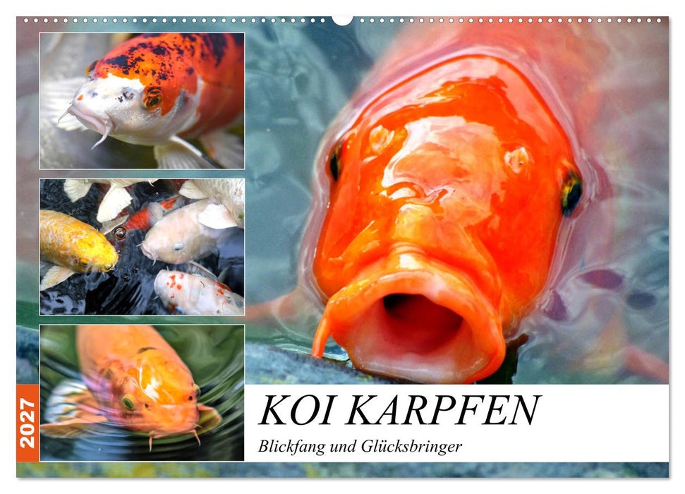 Koi Karpfen. Blickfang und Glücksbringer (CALVENDO Wandkalender 2027)