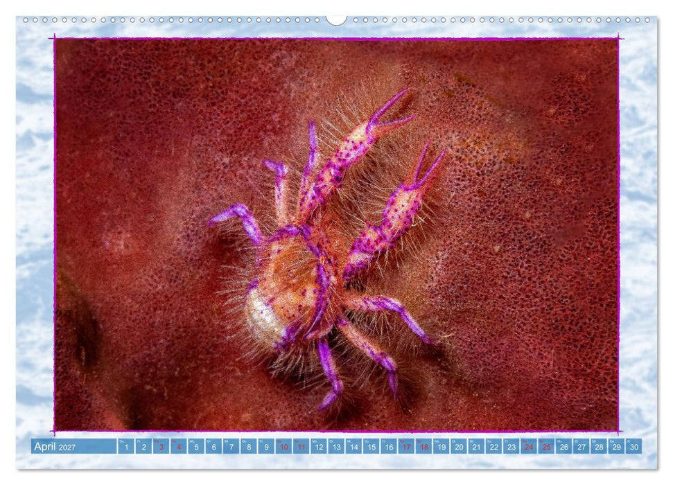 Farbenpracht unter Wasser (CALVENDO Premium Wandkalender 2027)
