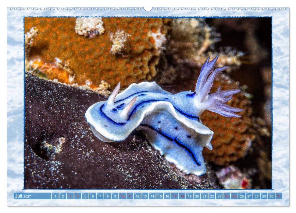 Farbenpracht unter Wasser (CALVENDO Premium Wandkalender 2027)