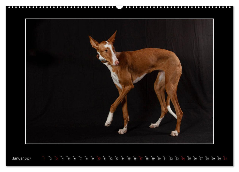 Windhunde - Schnelle Schönheiten (CALVENDO Wandkalender 2027)