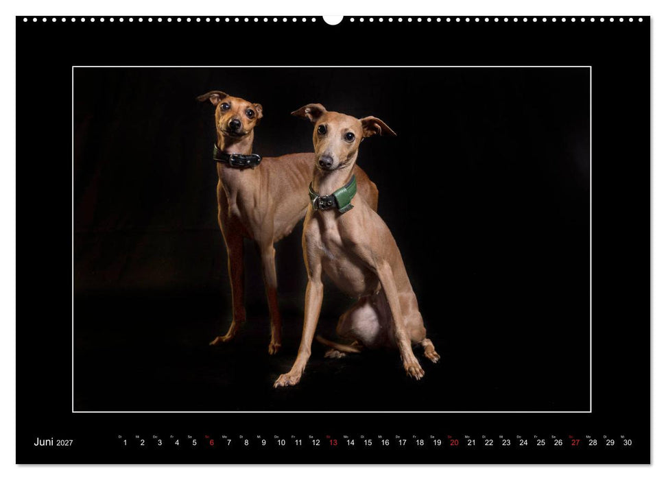 Windhunde - Schnelle Schönheiten (CALVENDO Wandkalender 2027)