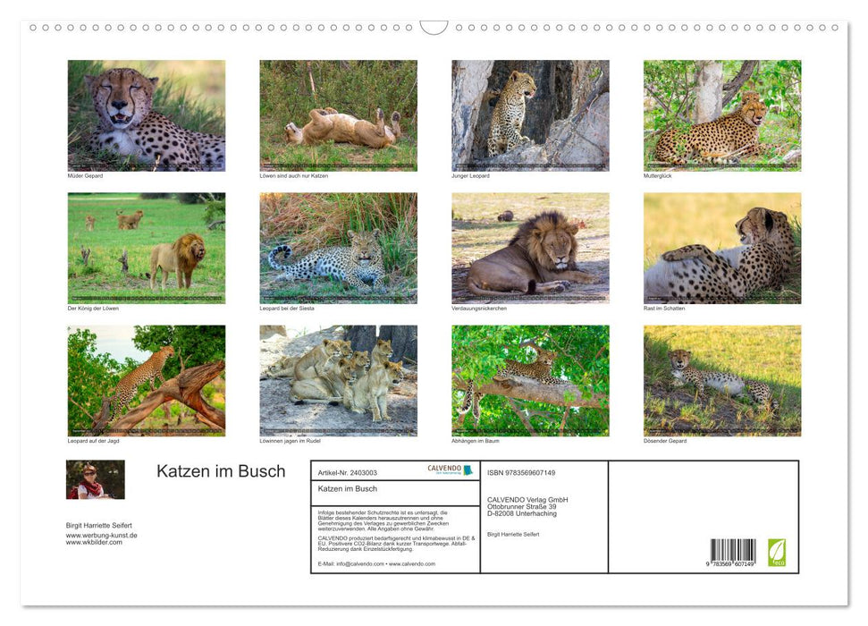 Katzen im Busch (CALVENDO Wandkalender 2027)
