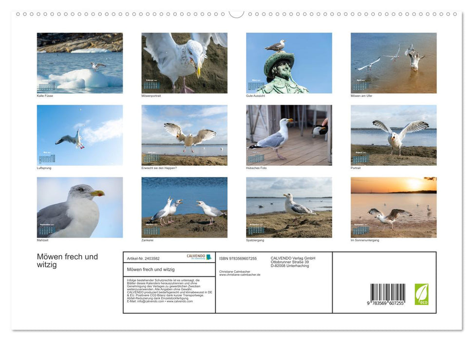 Möwen frech und witzig (CALVENDO Premium Wandkalender 2027)