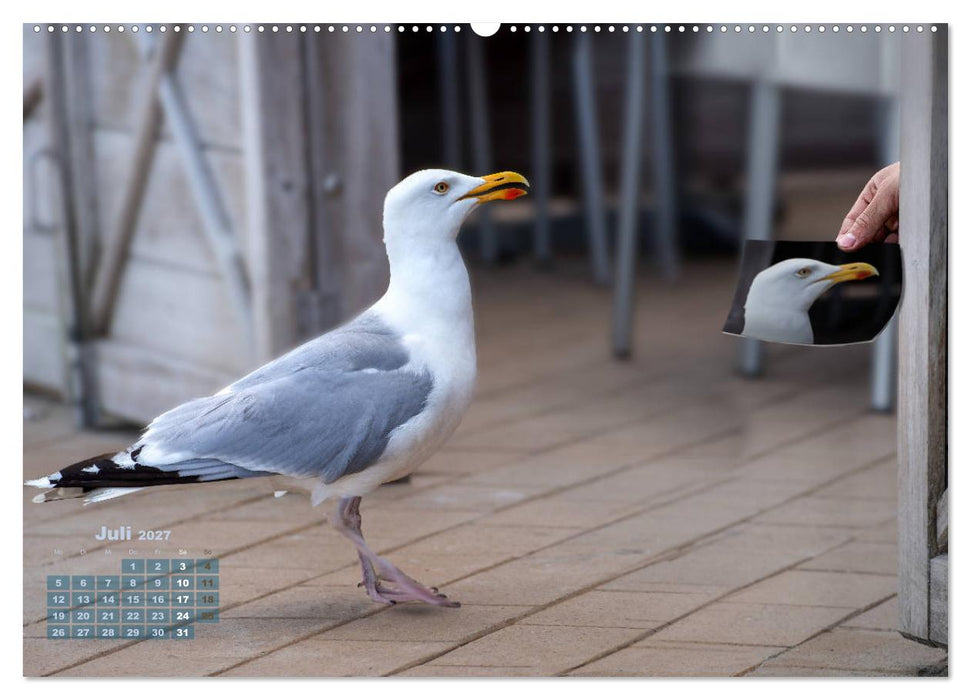 Möwen frech und witzig (CALVENDO Premium Wandkalender 2027)
