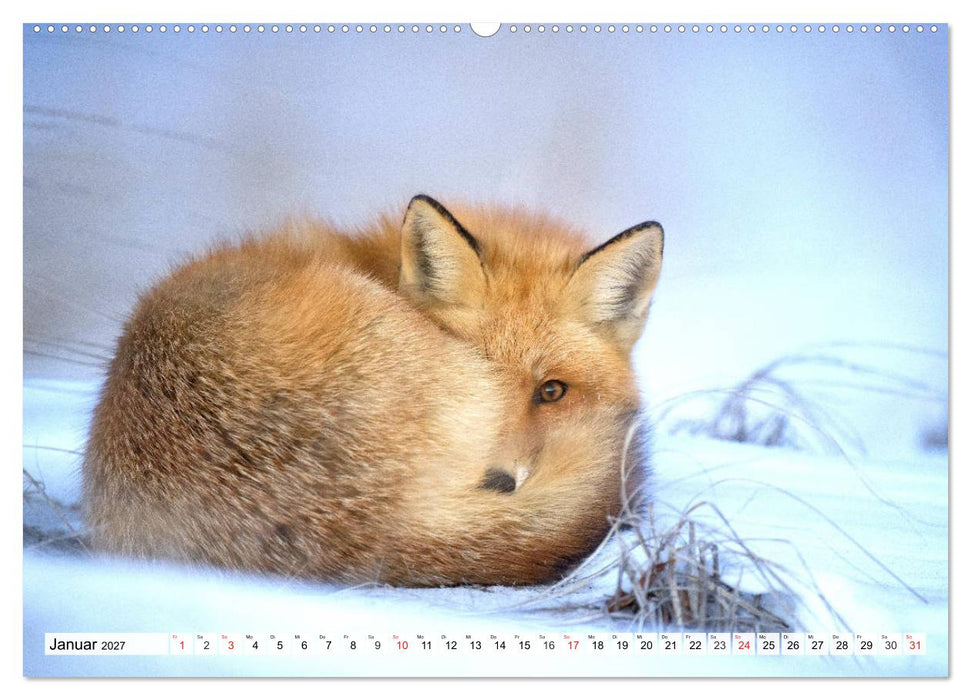 Eiszeit. Winter und Frost in der Natur (CALVENDO Premium Wandkalender 2027)
