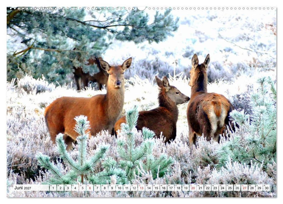 Eiszeit. Winter und Frost in der Natur (CALVENDO Premium Wandkalender 2027)