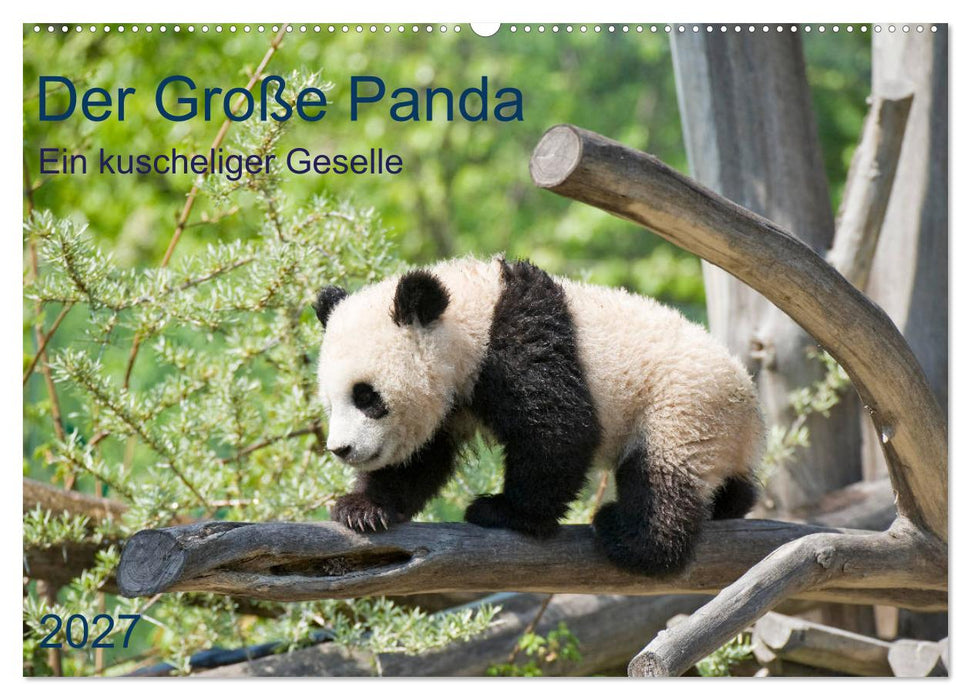 Der Große Panda Ein kuscheliger Geselle (CALVENDO Wandkalender 2027)
