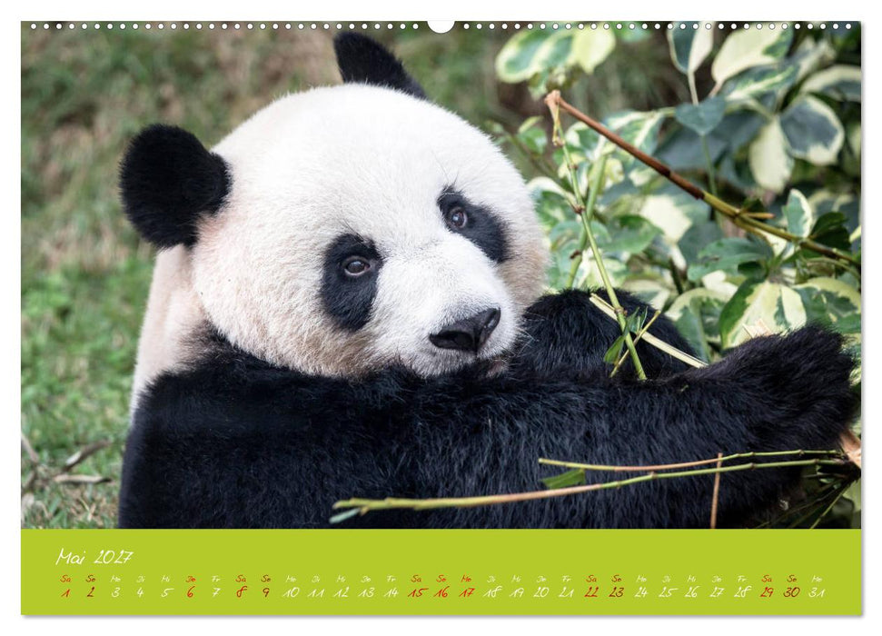 Der Große Panda Ein kuscheliger Geselle (CALVENDO Wandkalender 2027)