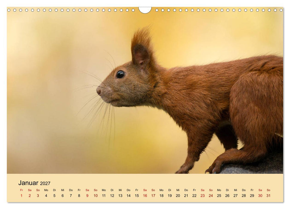 Eichhörnchen in Berlin (CALVENDO Wandkalender 2027)