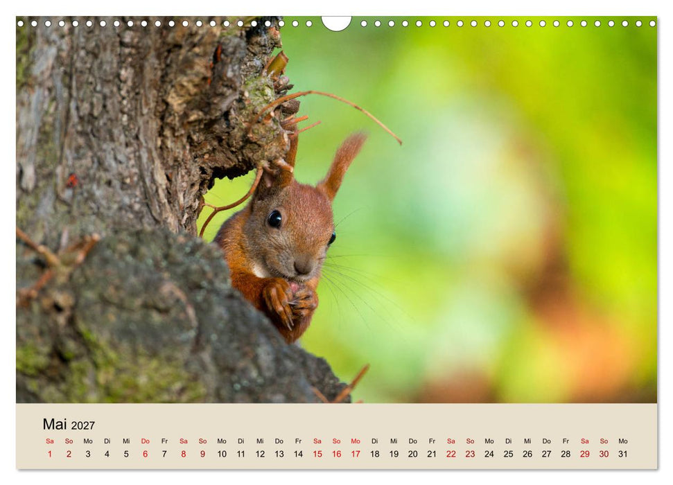 Eichhörnchen in Berlin (CALVENDO Wandkalender 2027)