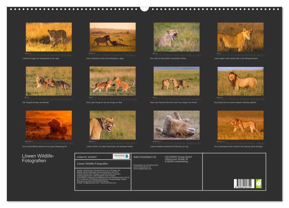 Löwen Wildlife-Fotografien (CALVENDO Wandkalender 2027)