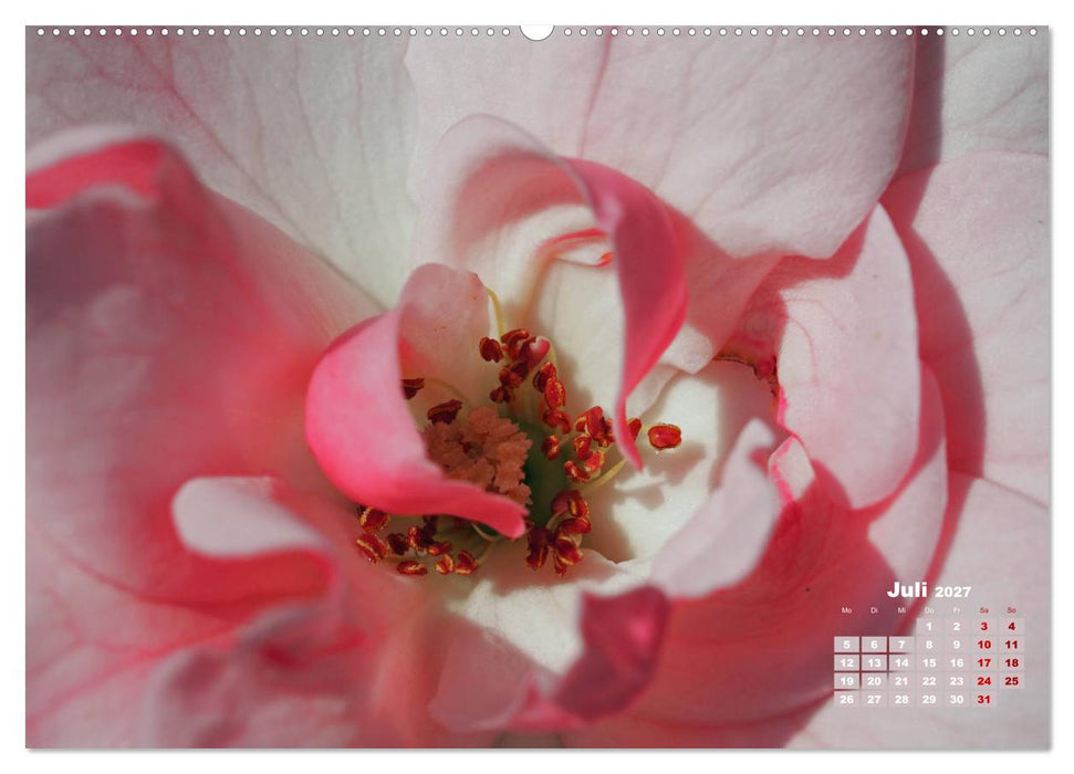 Rosen, die Königin der Blumen (CALVENDO Premium Wandkalender 2027)