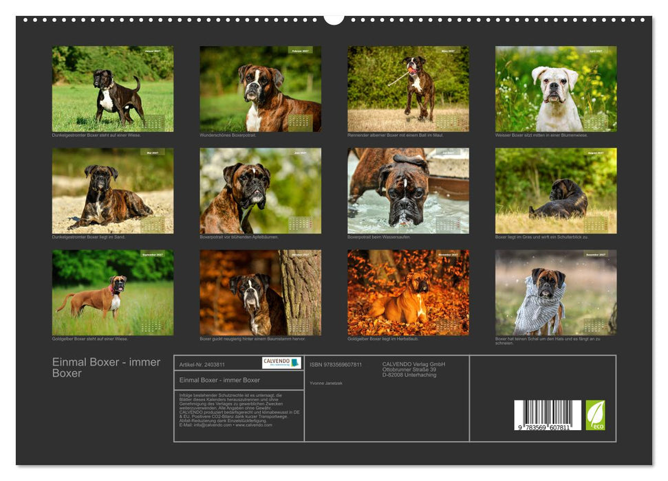 Einmal Boxer - immer Boxer (CALVENDO Premium Wandkalender 2027)
