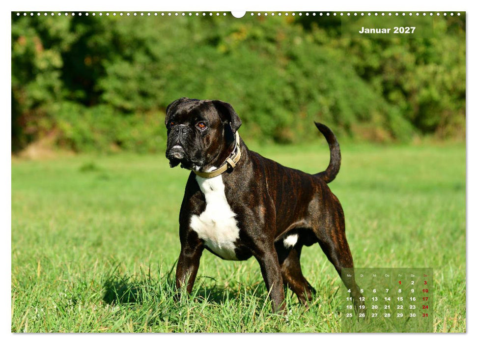 Einmal Boxer - immer Boxer (CALVENDO Premium Wandkalender 2027)