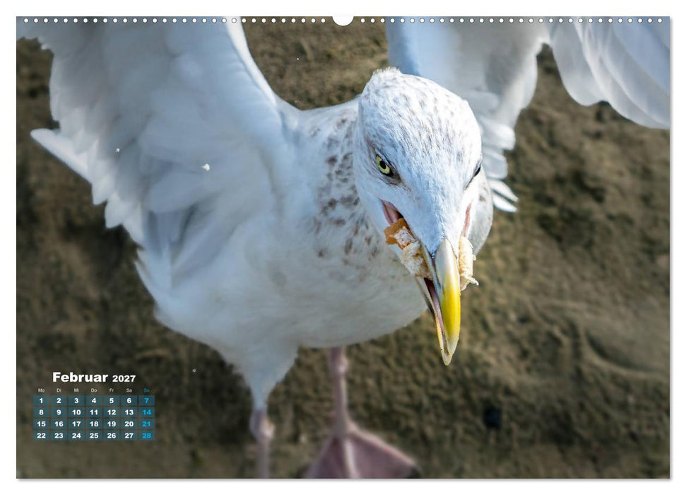 Möwen frech und witzig (CALVENDO Wandkalender 2027)