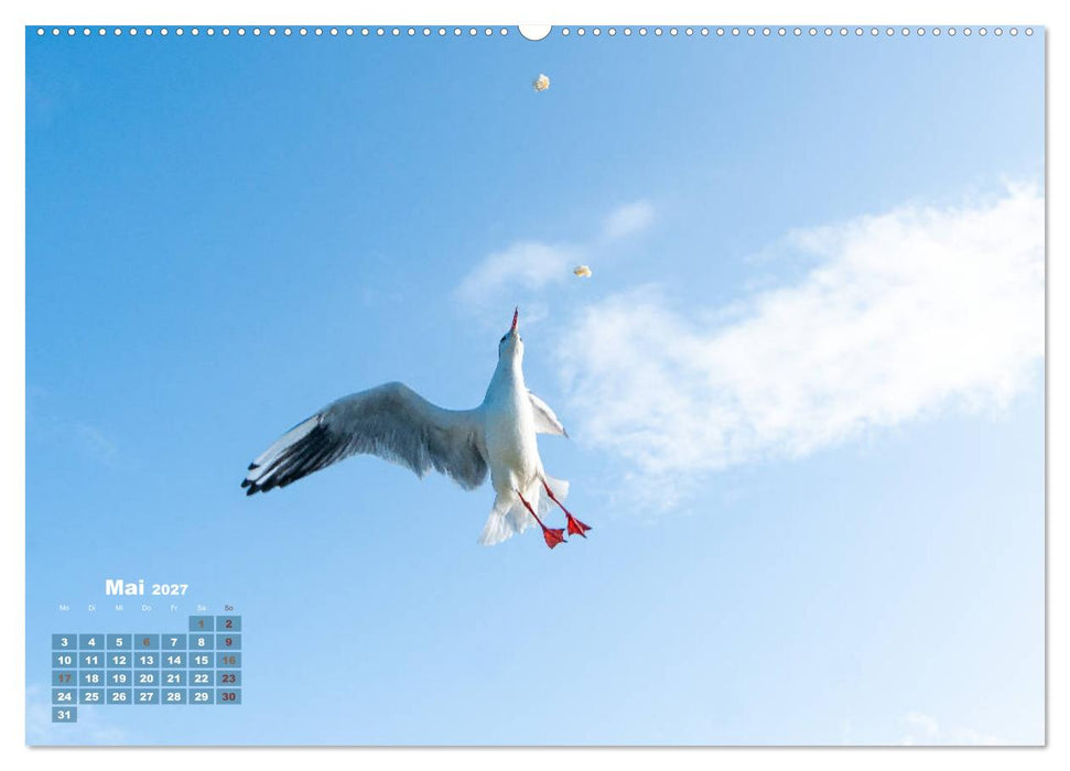 Möwen frech und witzig (CALVENDO Wandkalender 2027)