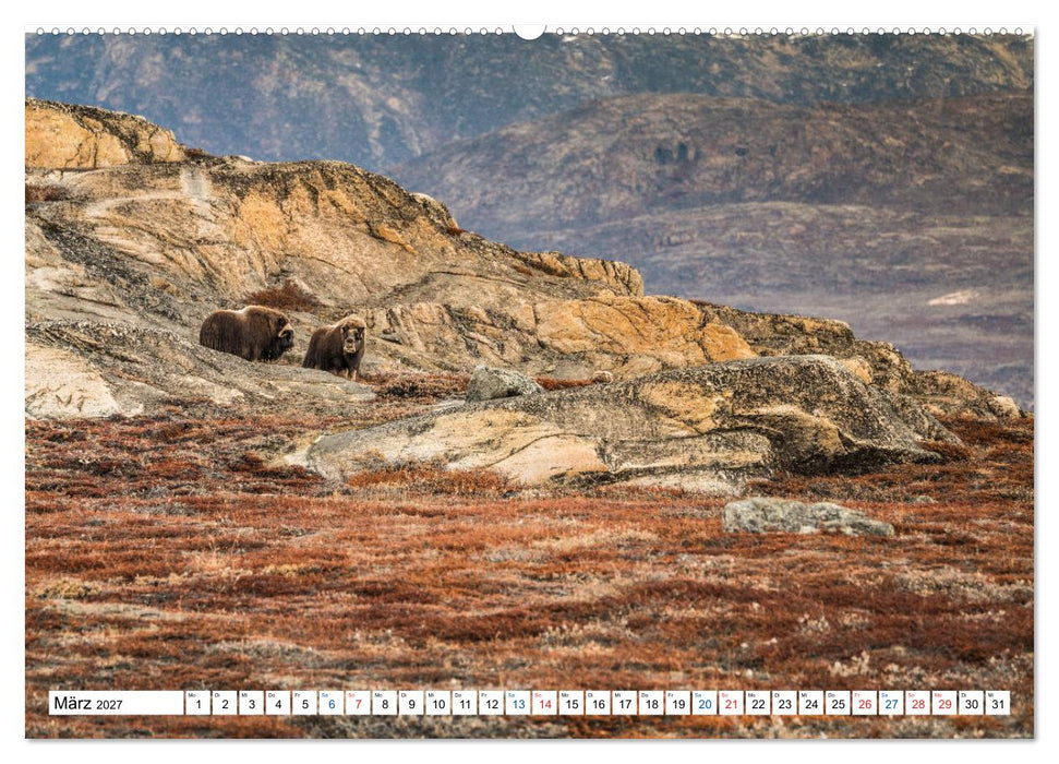 Scoresbysund - Sommer im größten und längsten Fjordsystem der Welt (CALVENDO Premium Wandkalender 2027)