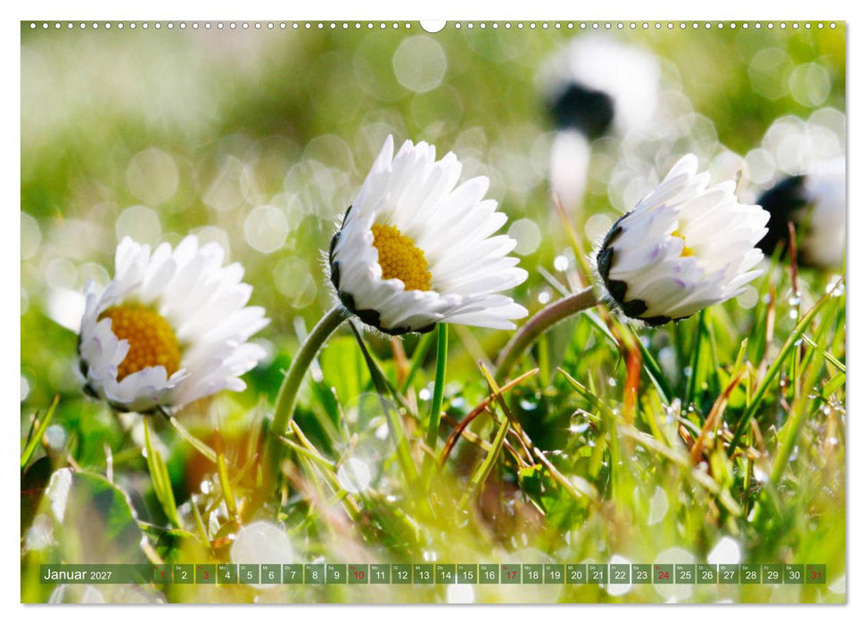 Beschwingte Blumenwelt (CALVENDO Premium Wandkalender 2027)
