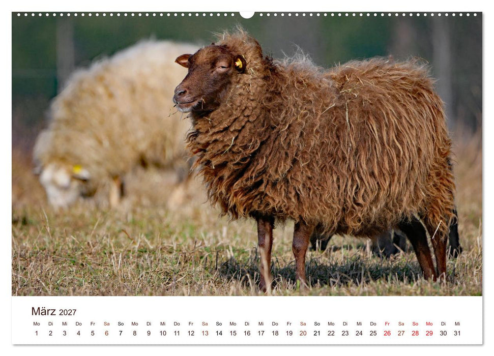 Schöne Schafe (CALVENDO Premium Wandkalender 2027)