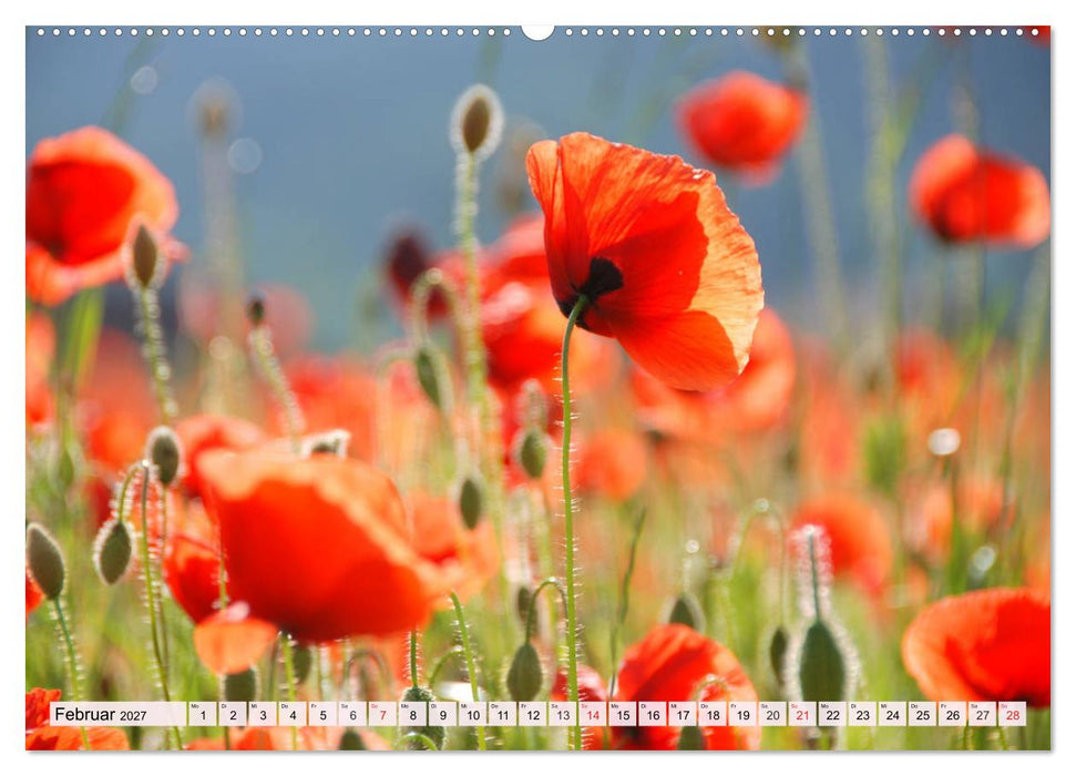 Mohnblumen. Leuchtender Liebreiz auf Wiesen und in Gärten (CALVENDO Wandkalender 2027)