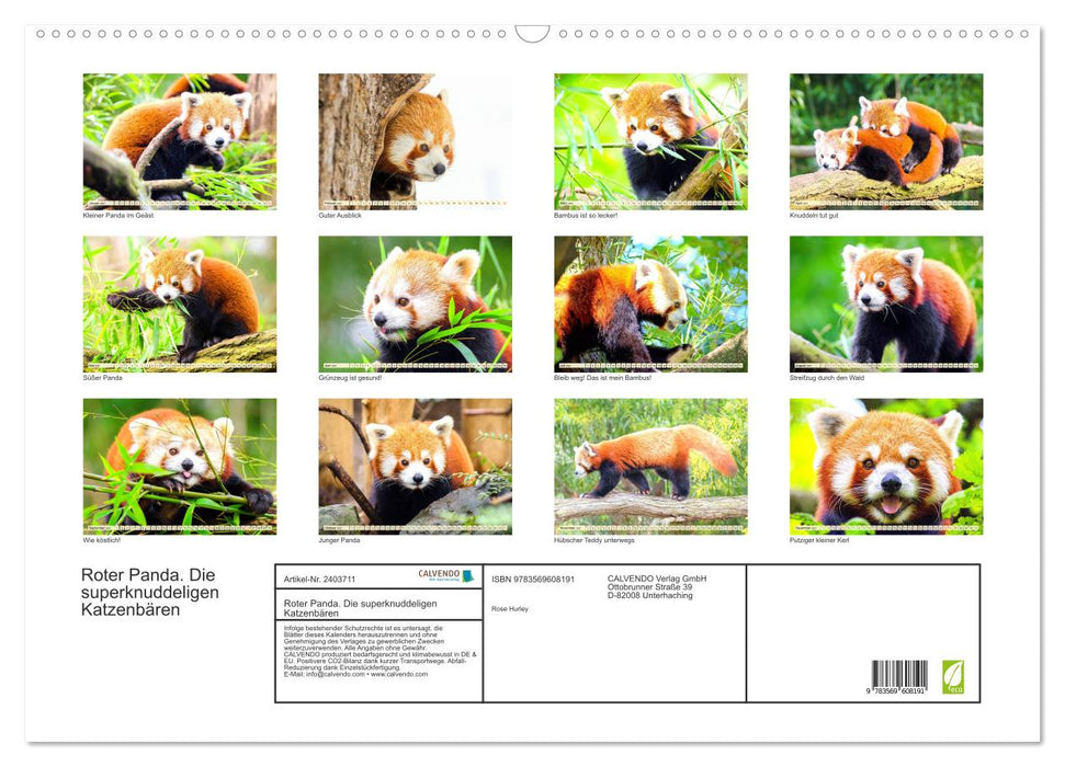 Roter Panda. Die superknuddeligen Katzenbären (CALVENDO Wandkalender 2027)