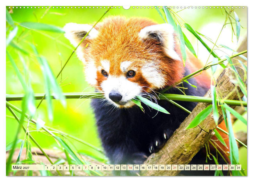 Roter Panda. Die superknuddeligen Katzenbären (CALVENDO Wandkalender 2027)
