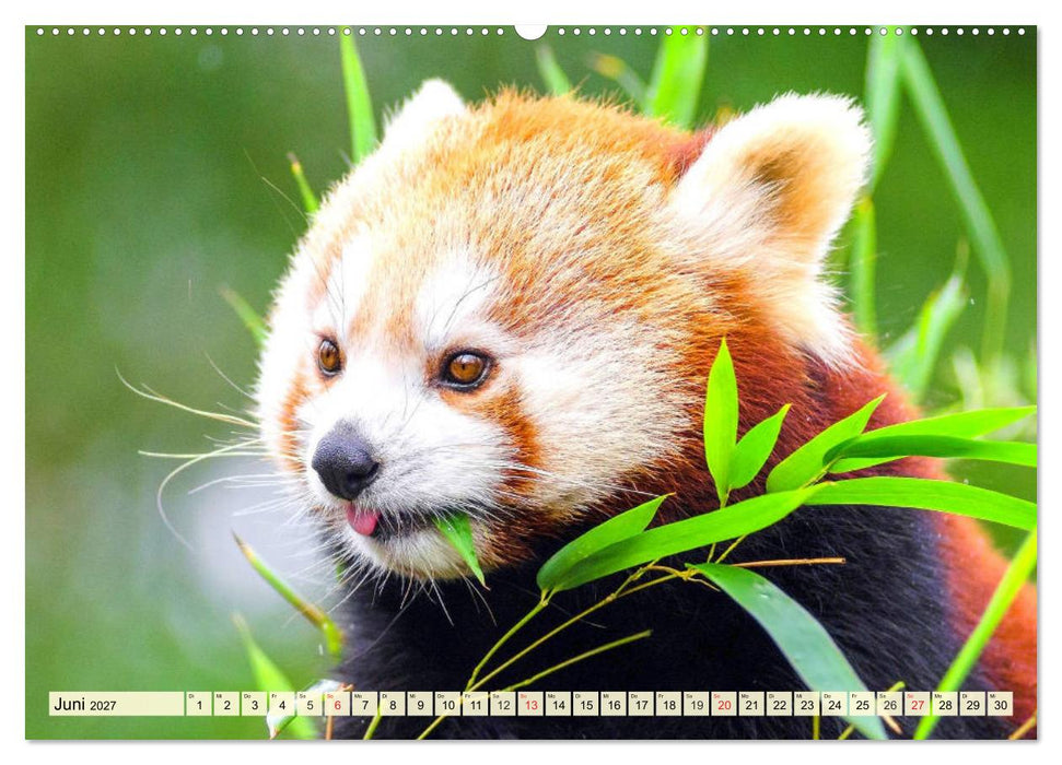 Roter Panda. Die superknuddeligen Katzenbären (CALVENDO Wandkalender 2027)