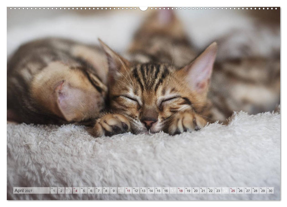 Wildes Wohnzimmer - Die Bengalkatze (CALVENDO Premium Wandkalender 2027)