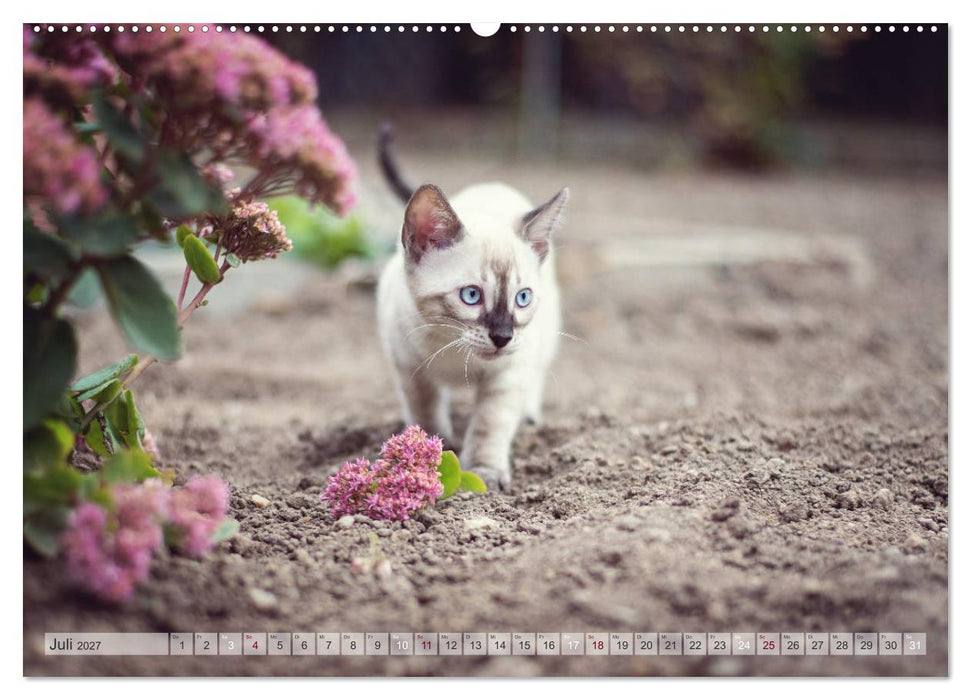 Wildes Wohnzimmer - Die Bengalkatze (CALVENDO Premium Wandkalender 2027)