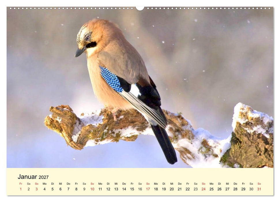 Scheue Wildtiere in heimischen Wäldern und Bergen (CALVENDO Premium Wandkalender 2027)