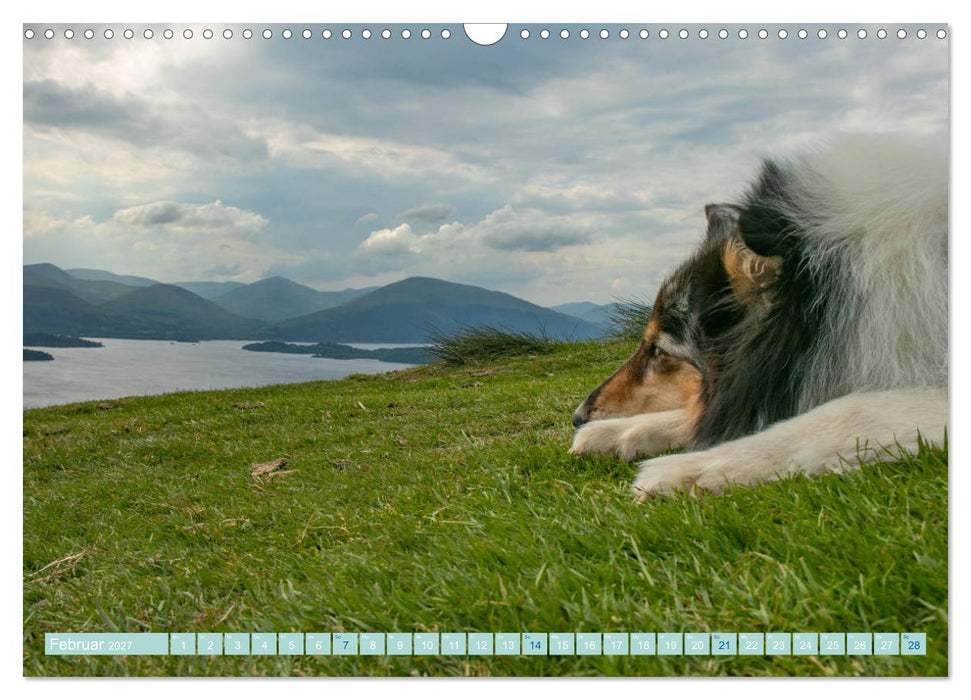 Highland-Collies - Auf vier Pfoten durch Schottland und Irland (CALVENDO Wandkalender 2027)