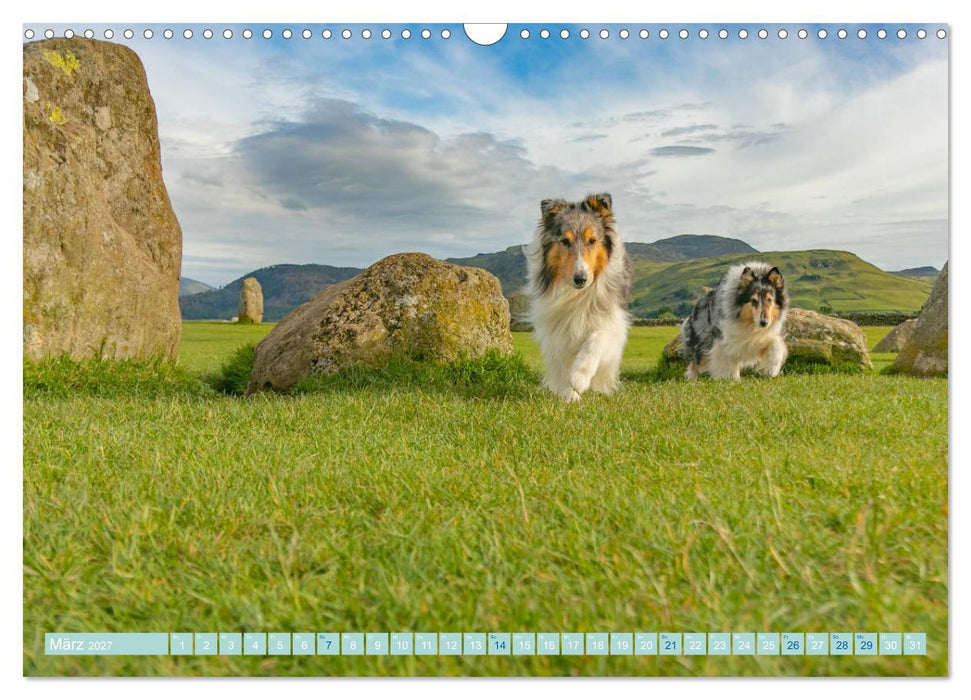 Highland-Collies - Auf vier Pfoten durch Schottland und Irland (CALVENDO Wandkalender 2027)
