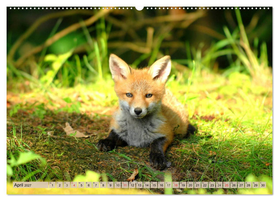 Leise durch den Wald. Sich Zeit nehmen und der Stille lauschen (CALVENDO Premium Wandkalender 2027)