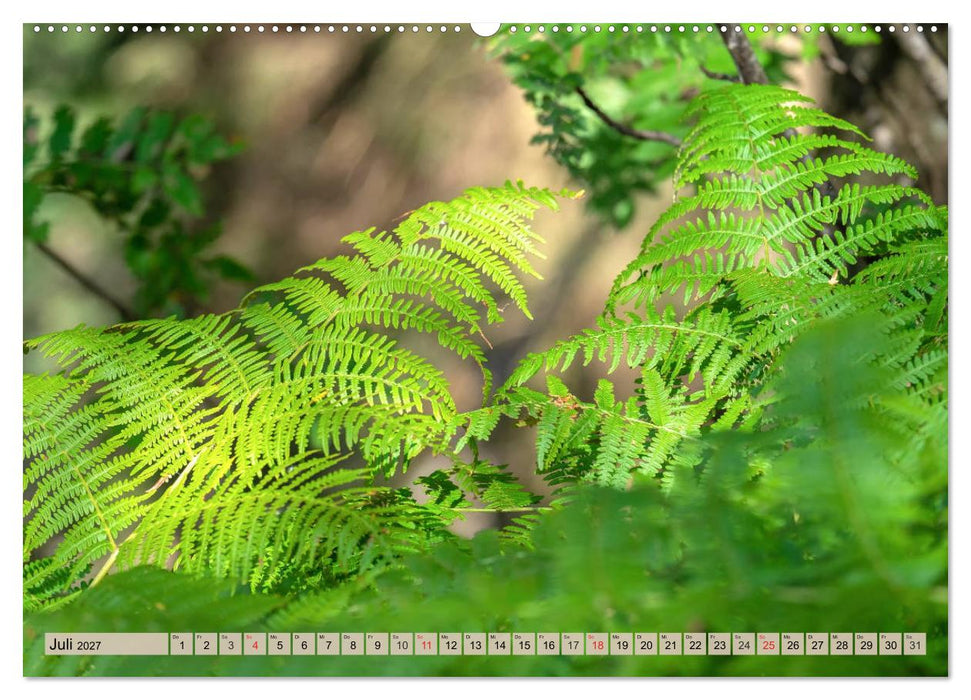 Leise durch den Wald. Sich Zeit nehmen und der Stille lauschen (CALVENDO Premium Wandkalender 2027)