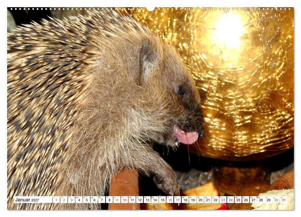 Igeleien - Begegnungen mit hungrigen Igeln (CALVENDO Wandkalender 2027)