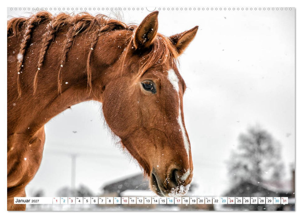 Durch das Jahr mit der Trakehner-Stute Fleur (CALVENDO Premium Wandkalender 2027)