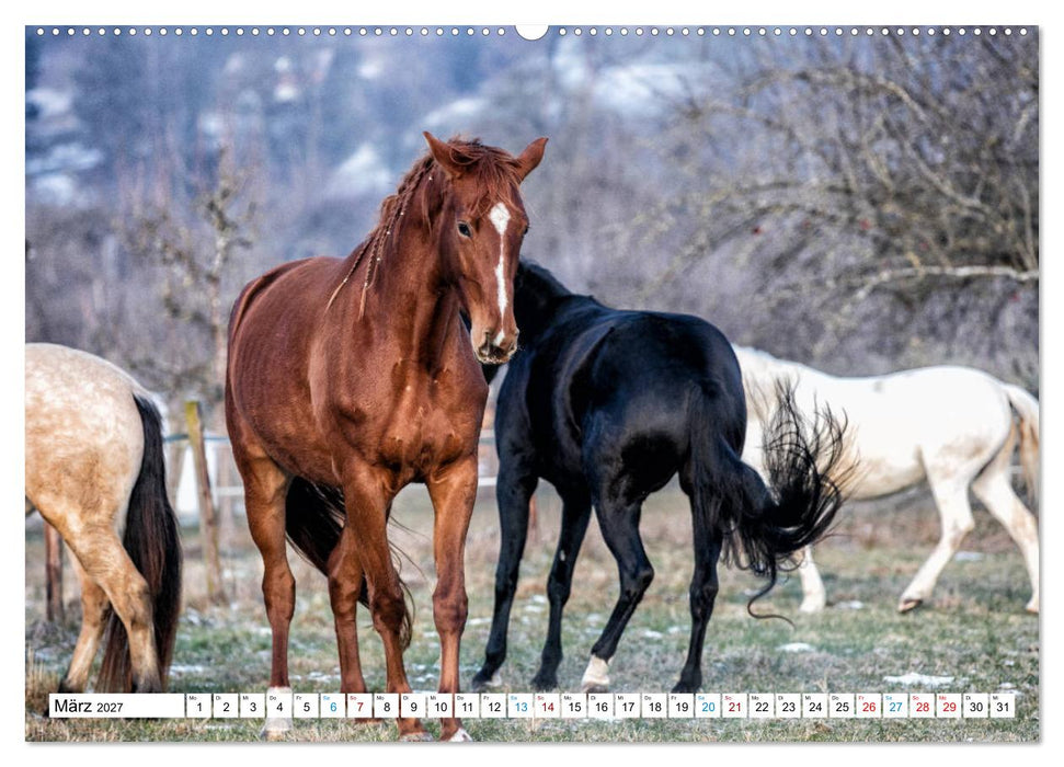 Durch das Jahr mit der Trakehner-Stute Fleur (CALVENDO Premium Wandkalender 2027)