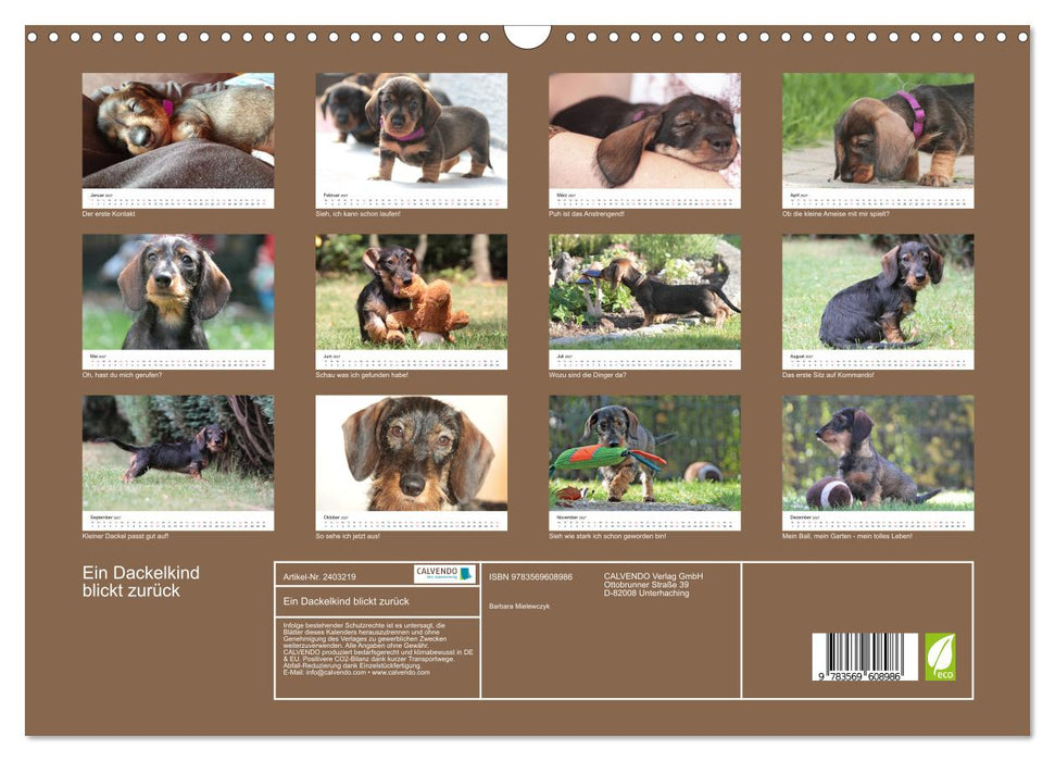 Ein Dackelkind blickt zurück (CALVENDO Wandkalender 2027)